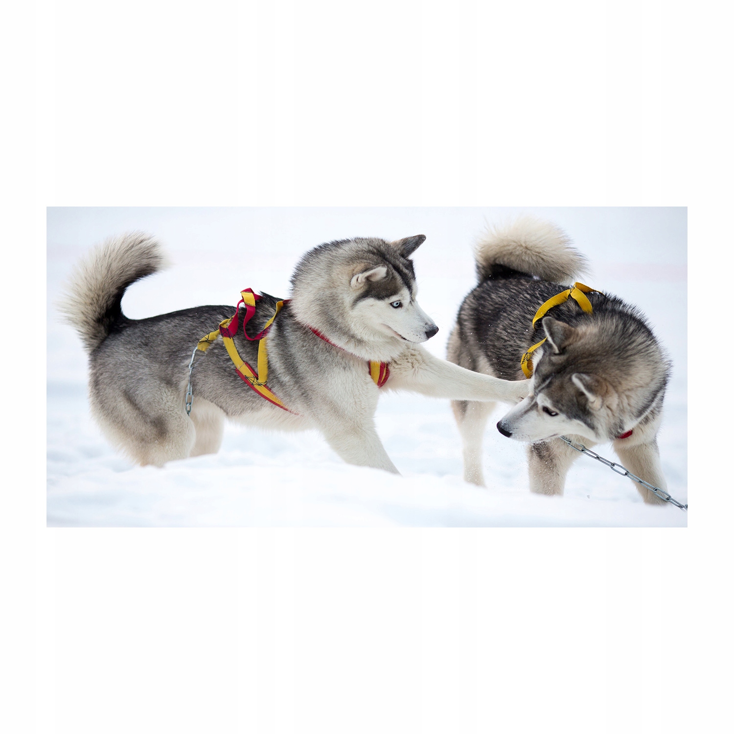 

Foto-obraz szkło hartowane Husky zimą 140x70