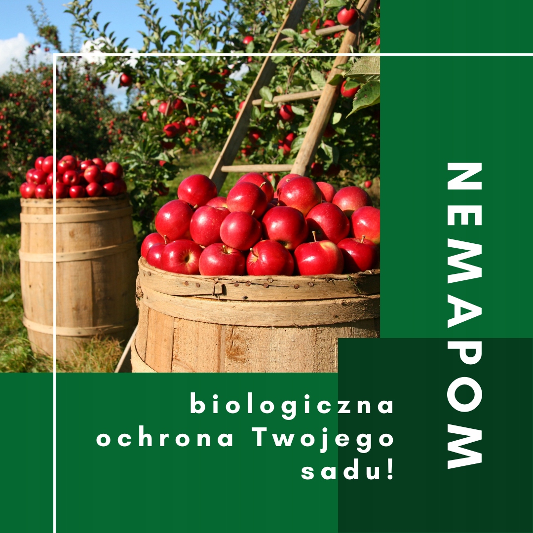 

Nicienie do zwalczania larwy owocówki jabłkóweczki