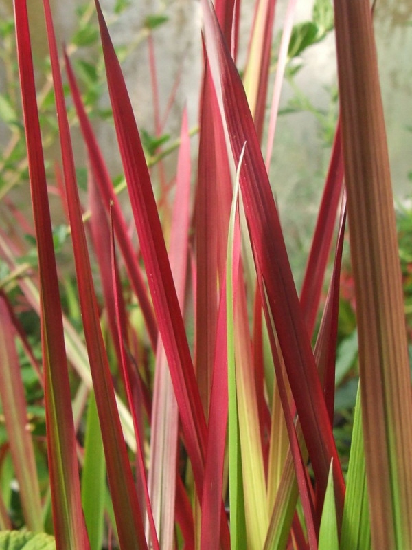 IMPERATA CYLINDRYCZA TRAWA RED BARON - sadz w don Producent inna