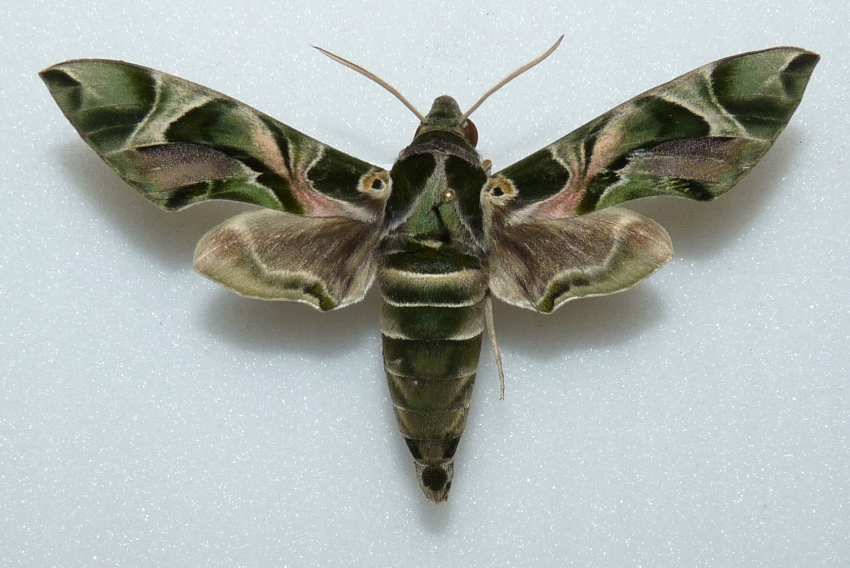 Motyl Daphnis nerii samica .