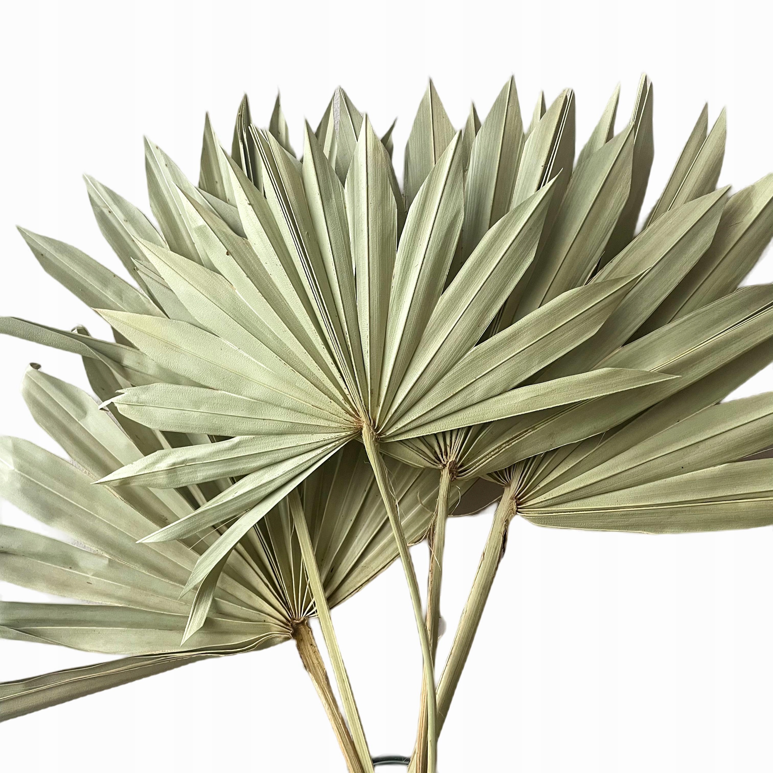 

Suszony liść palmowy naturalny Palm Sun