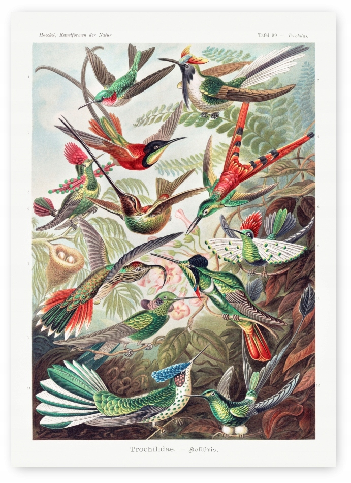 

Kolibry ptaki kolorowe Plakat 50x70cm #243