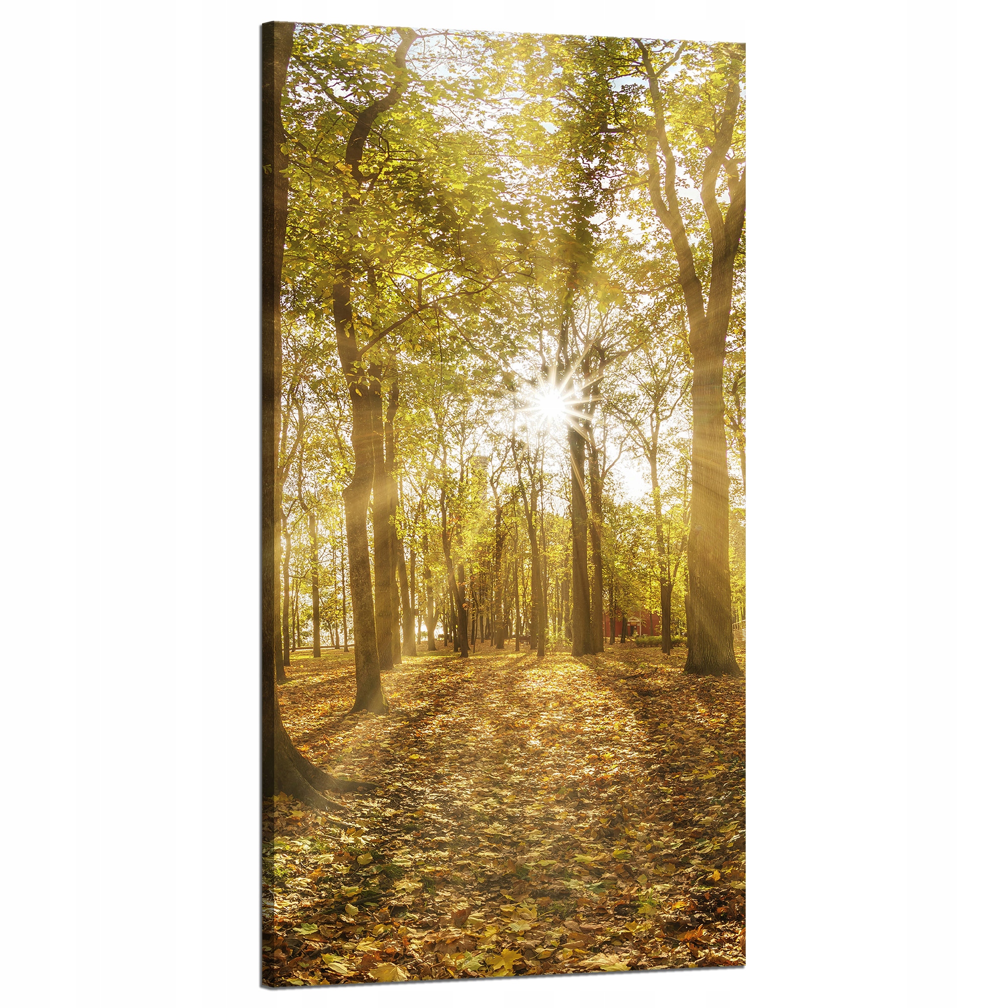 Obraz na plátně Slunce mezi stromy v lese 60x120 cm