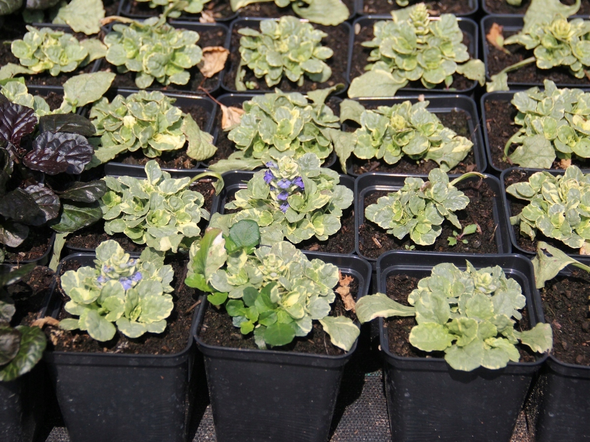 VARIEGATA (Ajuga reptans) в горшке P9