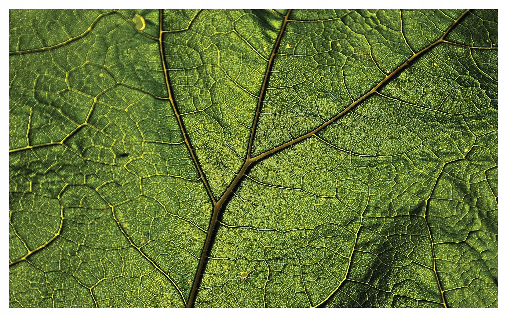 Vliesová fototapeta Zelený list Makro Kapka Rosy Příroda 400x280 lepidlo