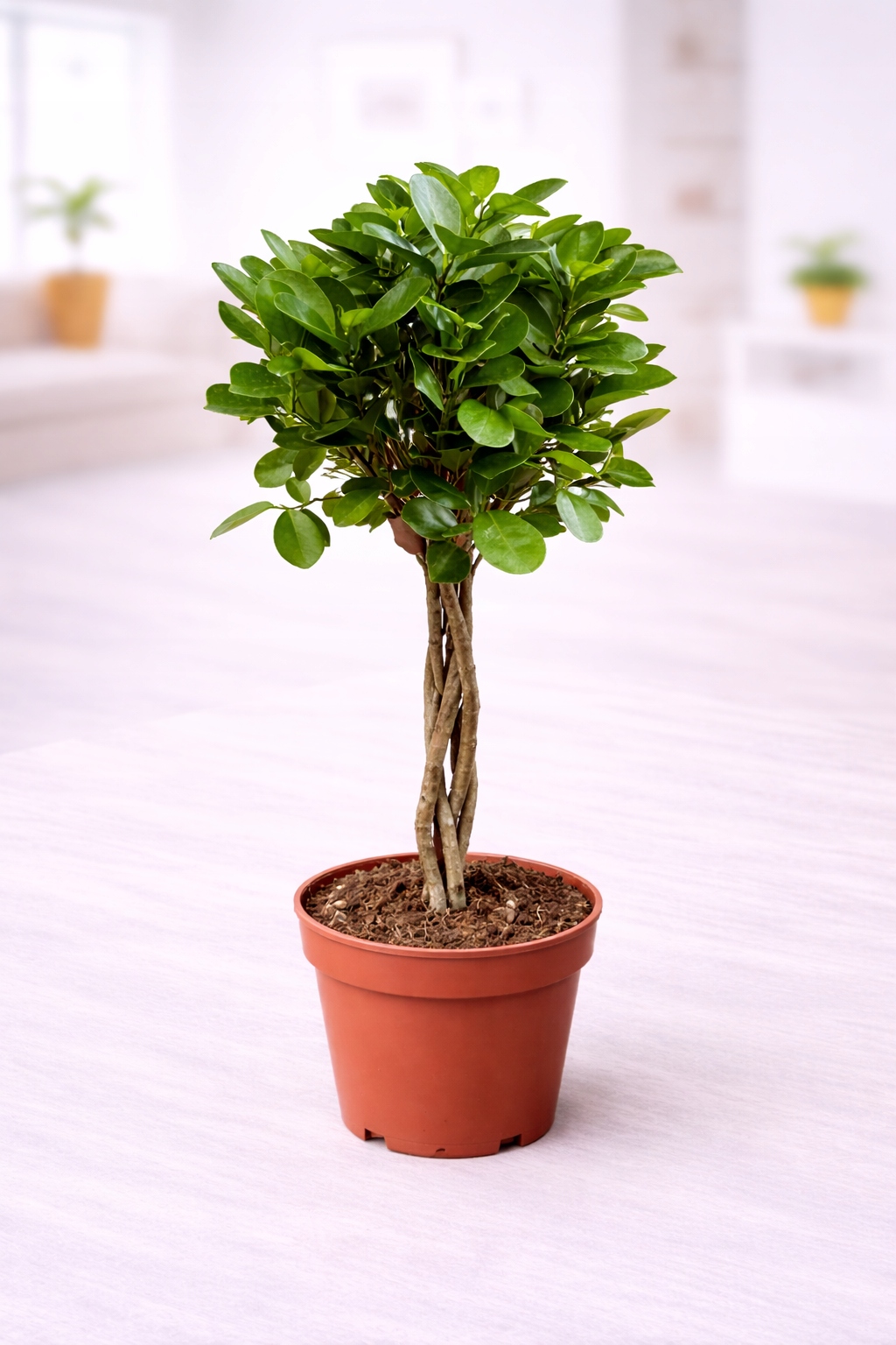 Figowiec microcarpa / Ficus Moclame / Ficus microcarpa Moclame DRZEWKO