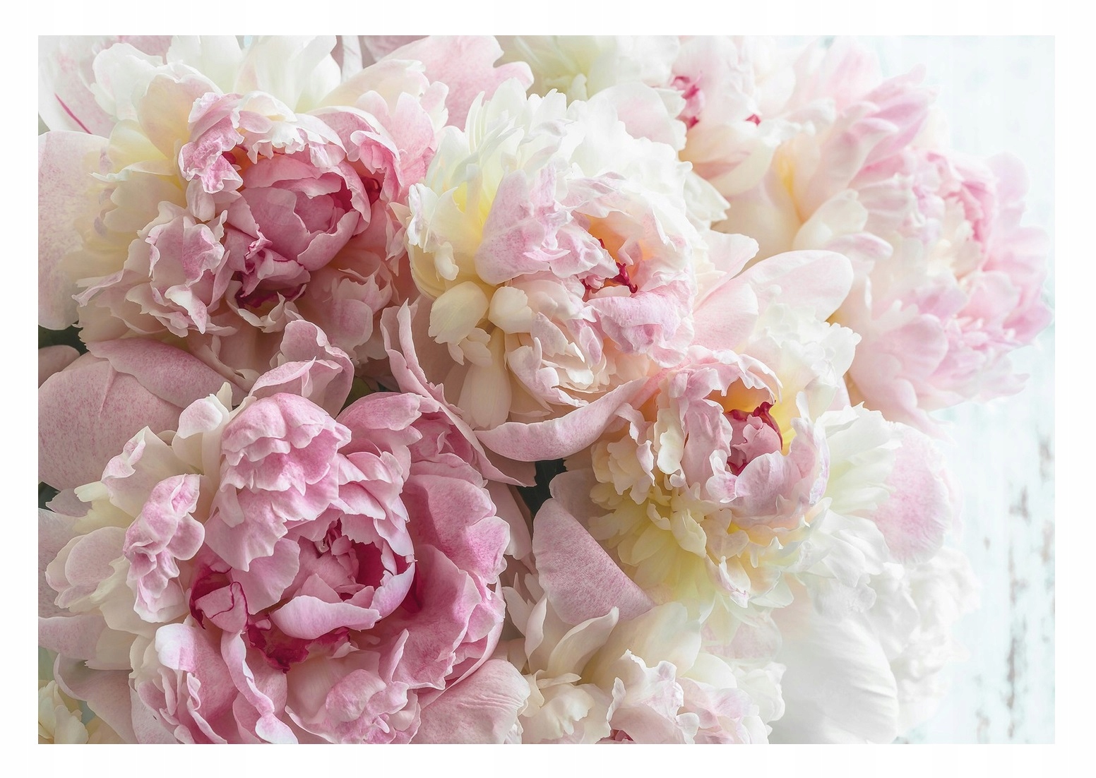 

Fototapeta Peonie Flizelina Kwiaty Tapeta 416x254