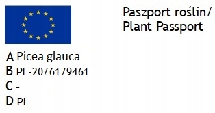ŚWIERK Z BIAŁYMI PĘDZELKAMI MINIATURA DAISY WHITE Roślina w postaci sadzonka w pojemniku do 0,5l