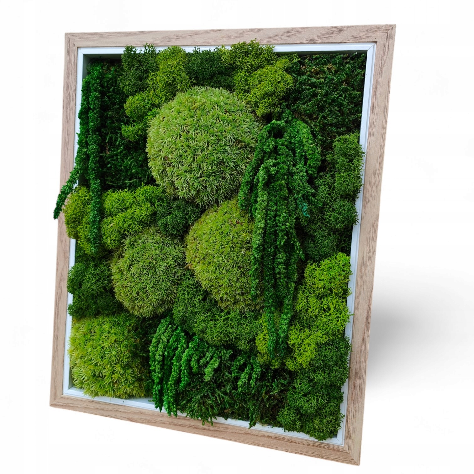 Obraz s Machom a Stabilizovanými Rastlinami dekorácia s chrobákom 27 cm