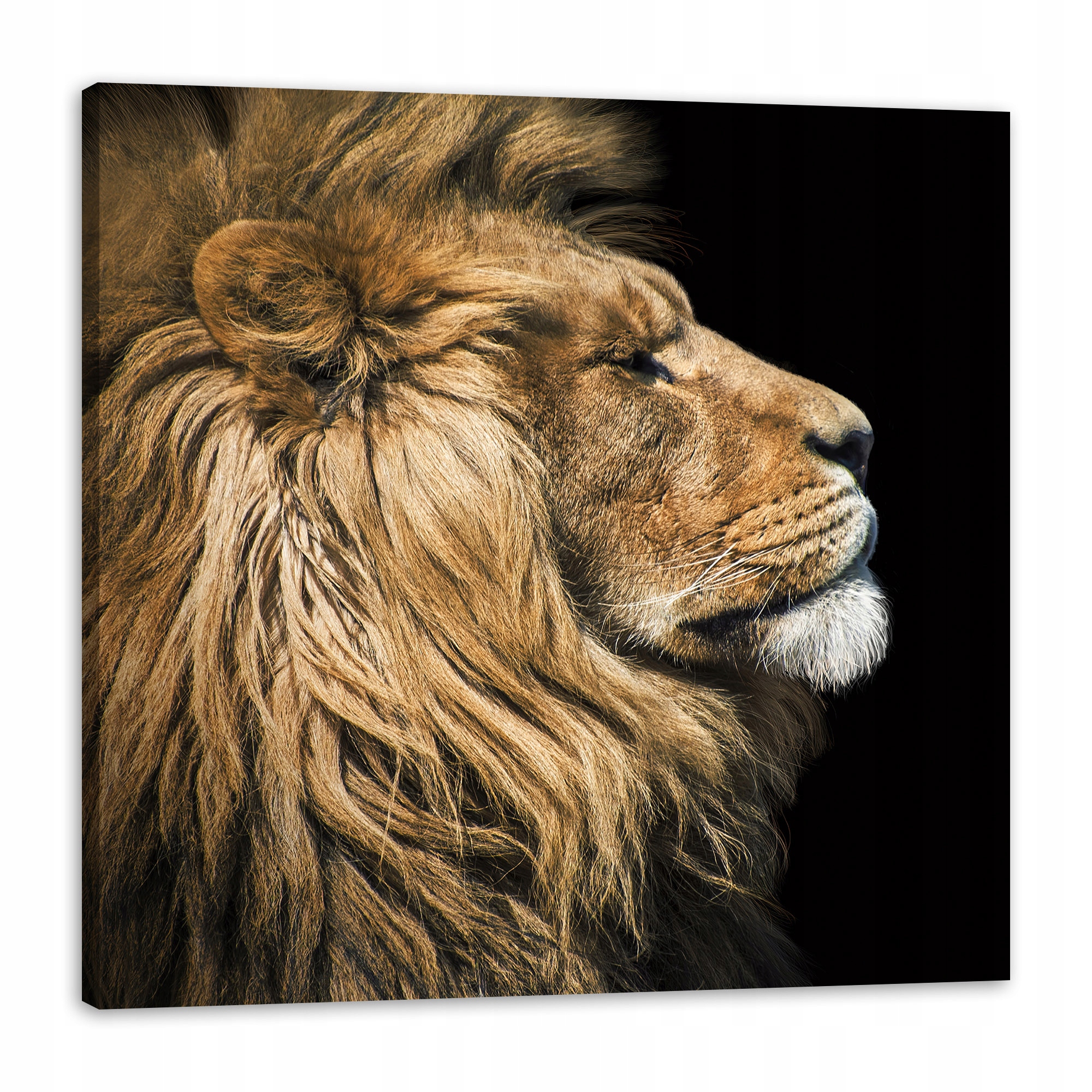 Obraz na plátně Portrét lva bokem Divočina Příroda 80x80 cm