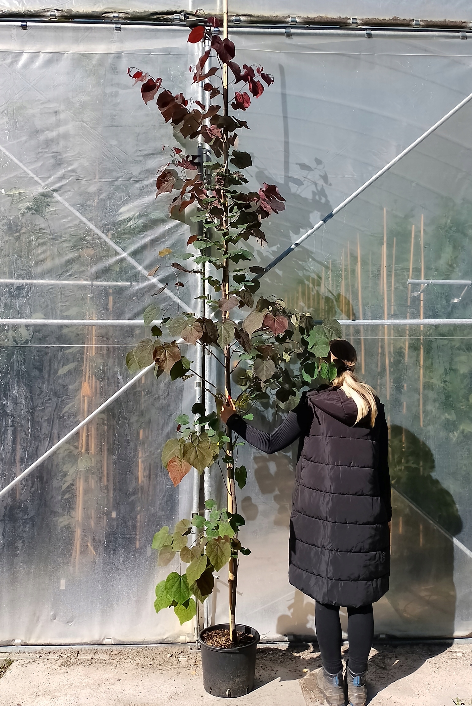 JUDASZOWIEC KANADYJSKI (CERCIS) 'FOREST PANSY'