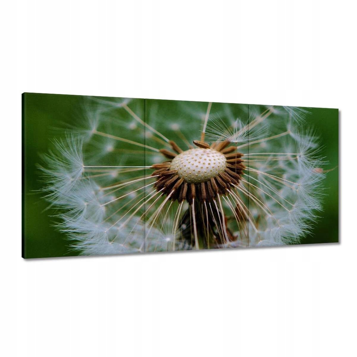 Obrazy 180x90 Púpava Kvet Kvety