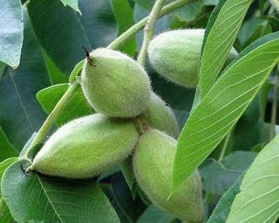 ОРЕХ СЕРЫЙ (JUGLANS CINEREA) 1 СЕМЯ