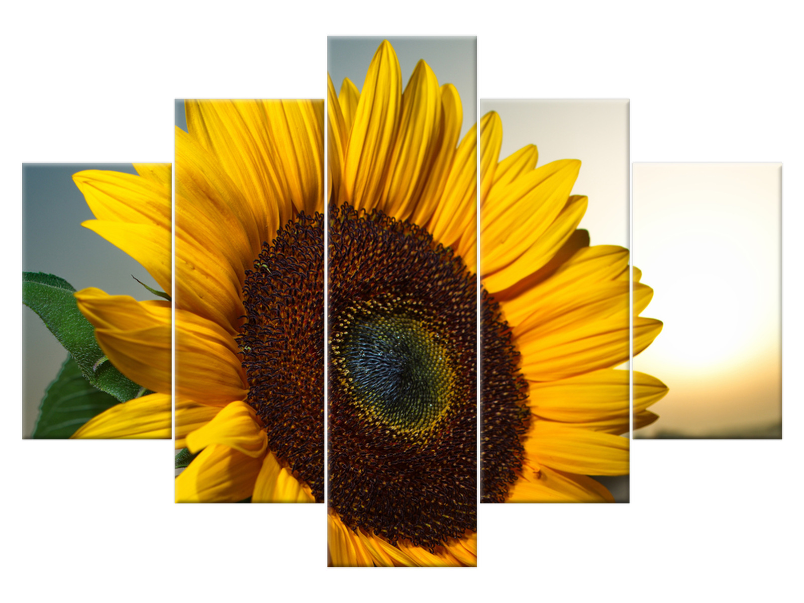 

Obraz Tryptyk Słonecznik 150x105 Kwiaty 1129A_5H