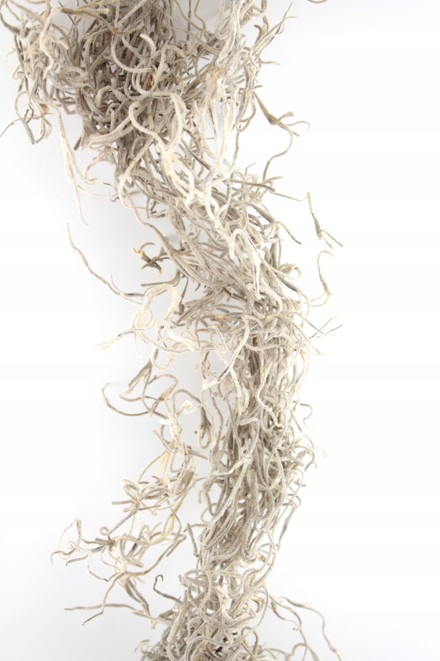 

Mech tillandsia Hiszpański tilandsia suszona 20-30