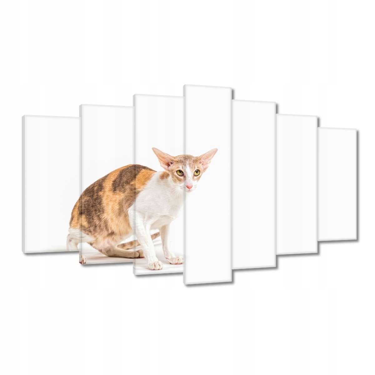 Obrazy 140x80 Kočka Kotě Kočičky Kočička