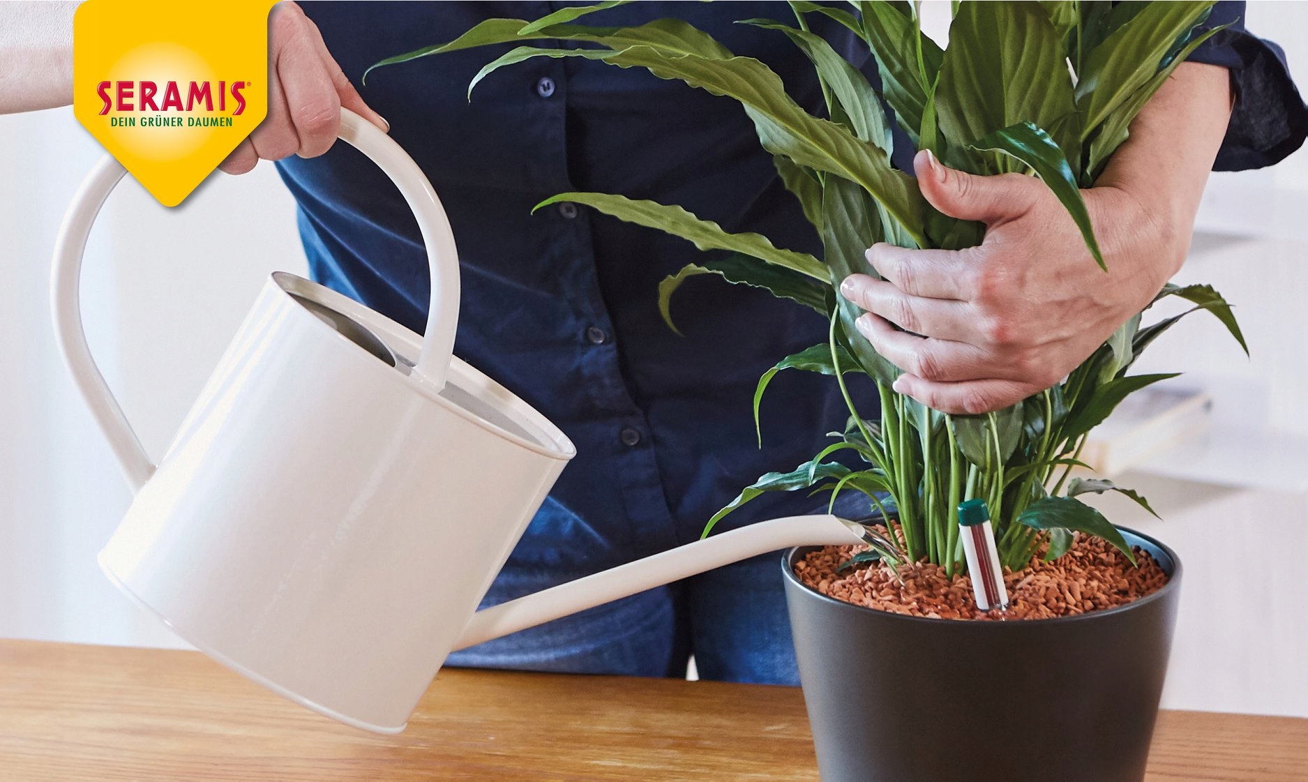 SERAMIS ZIEMIA STRELICJI MONSTERY ALOKAZJI FIKUSA Marka inna