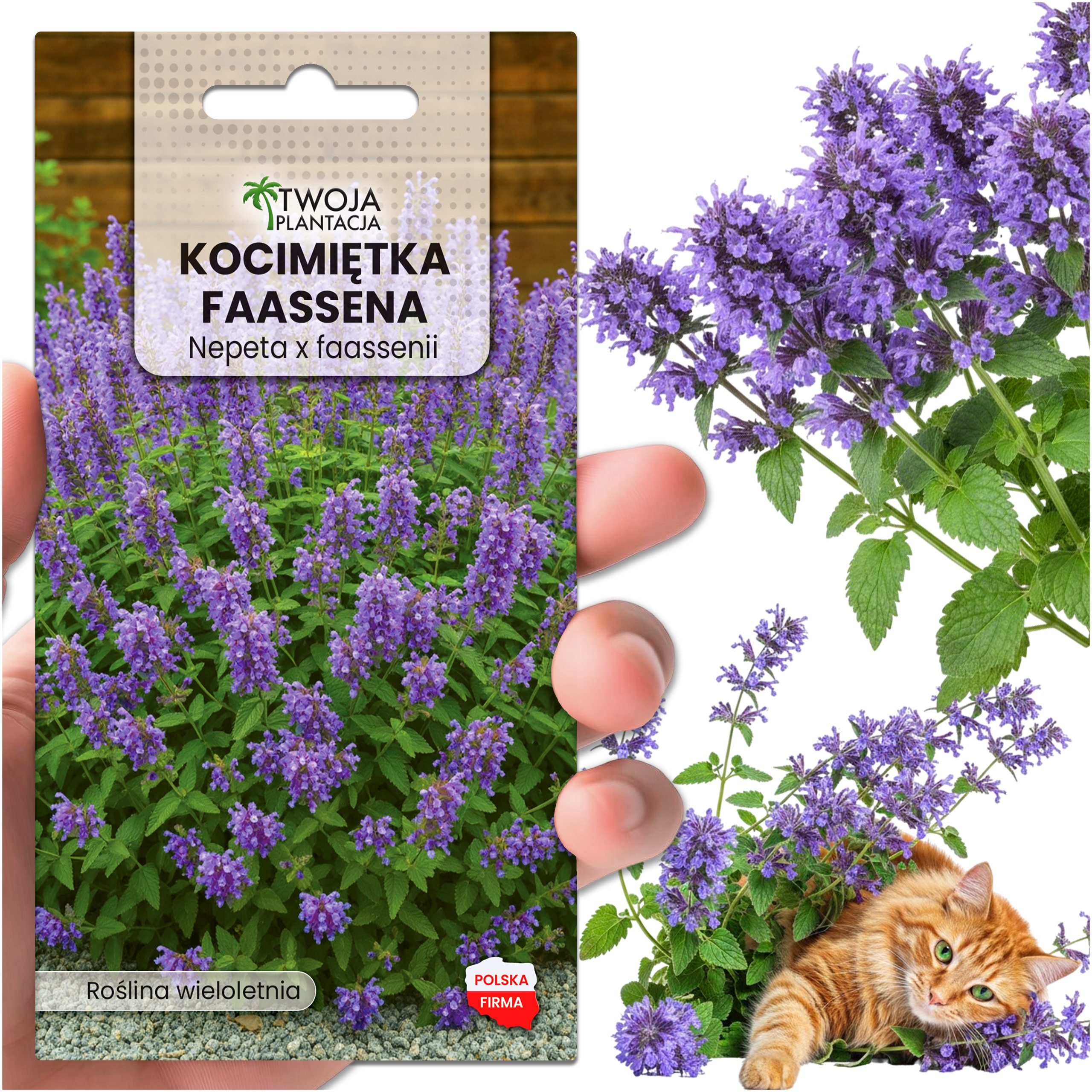 Kocimiętka ODSTRASZA KOMARY – Nepeta faassenii OBFICIE KWITNIE Nasiona
