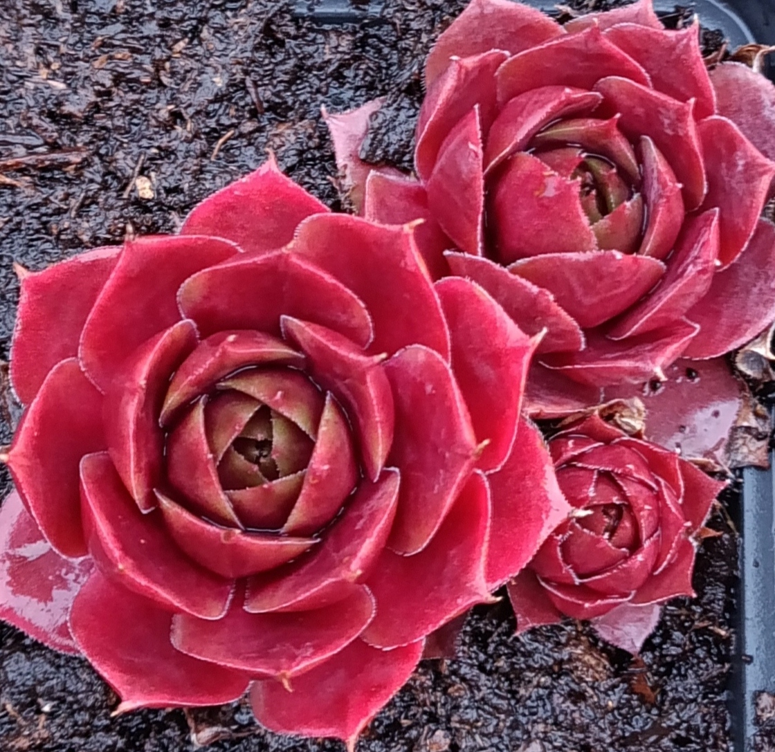 Rojnik LIPARI Piękne Kolory