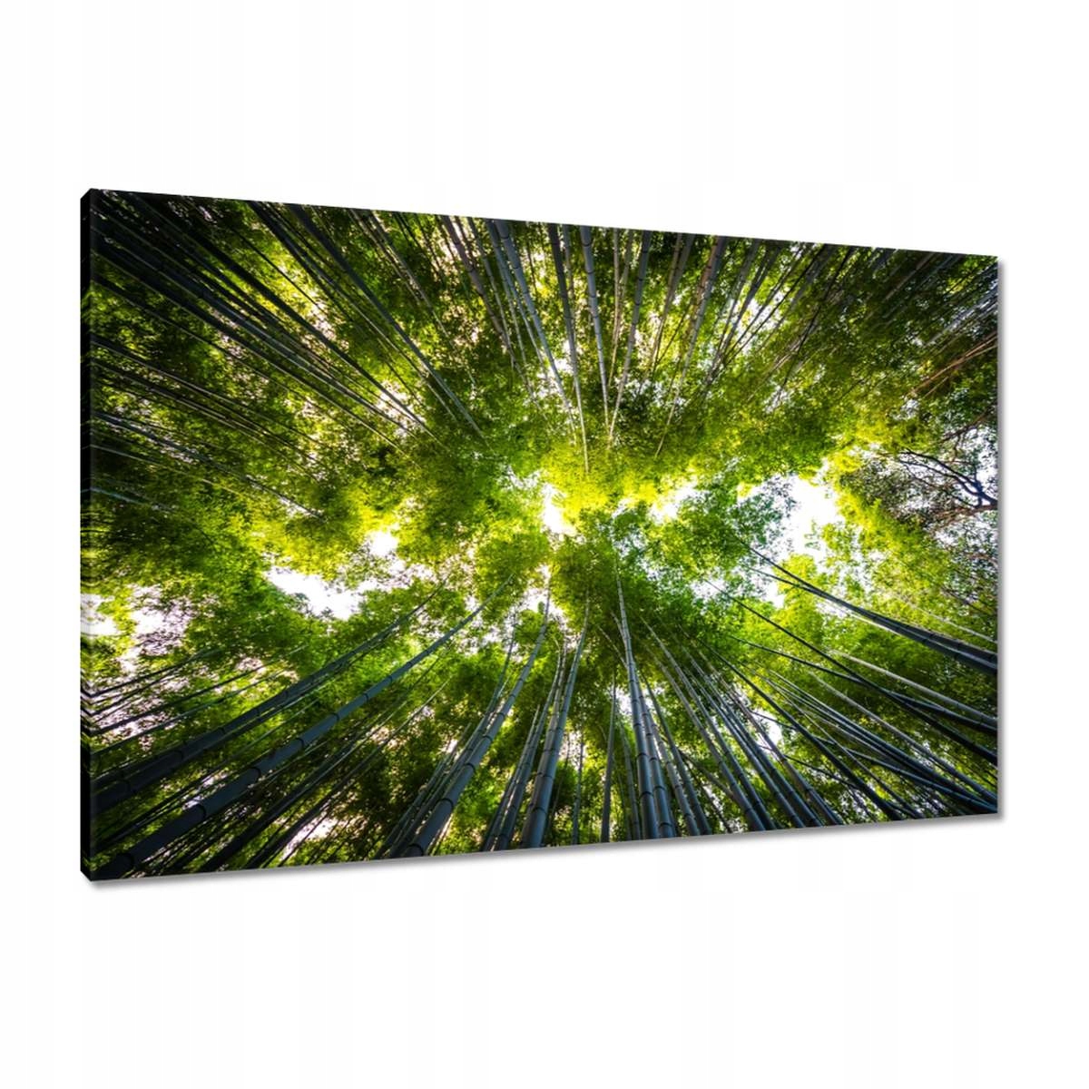 Obrazy 90x60 Bambusový tropický les