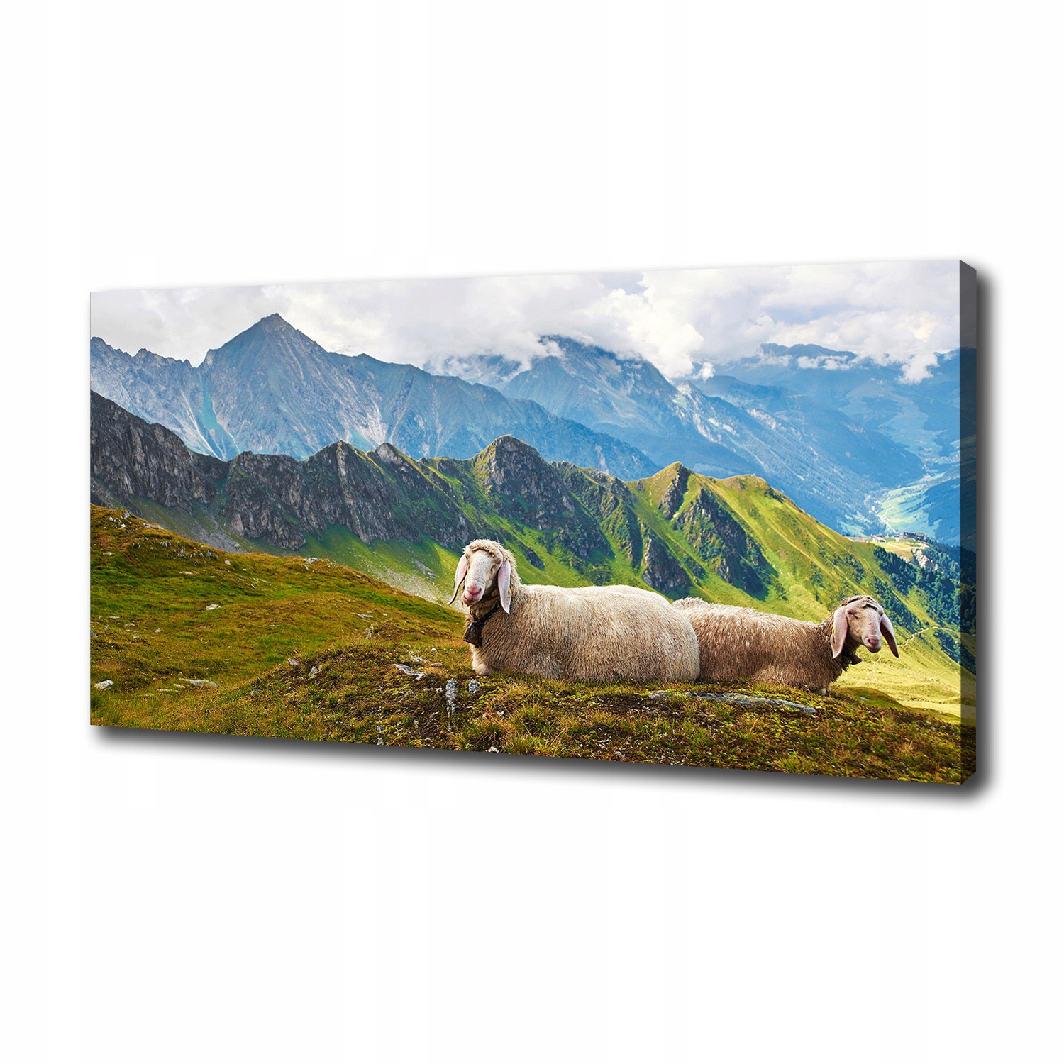 

Foto obraz na płótnie Owce w Alpach 100x50 cm
