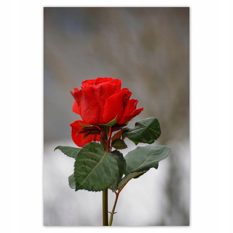 

Plakat 62x93 Róża Kwiat Kwiaty Róże