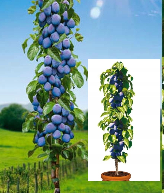 Śliwa kolumnowa Tolar / samopylna 1217