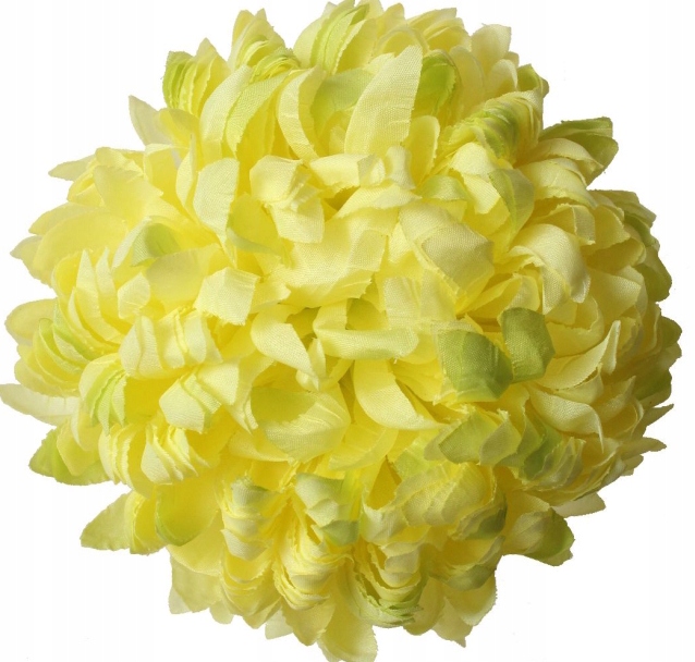 

Chryzantema Wyrobowa Ananas Masełkowa 14 cm