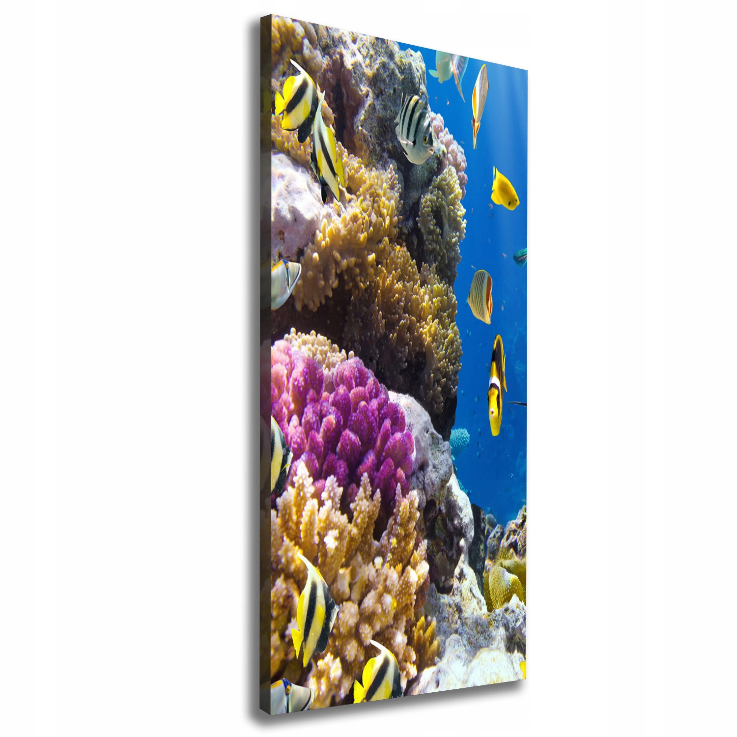 

Foto obraz canvas na ścianę Rafa koralowa 50x125cm
