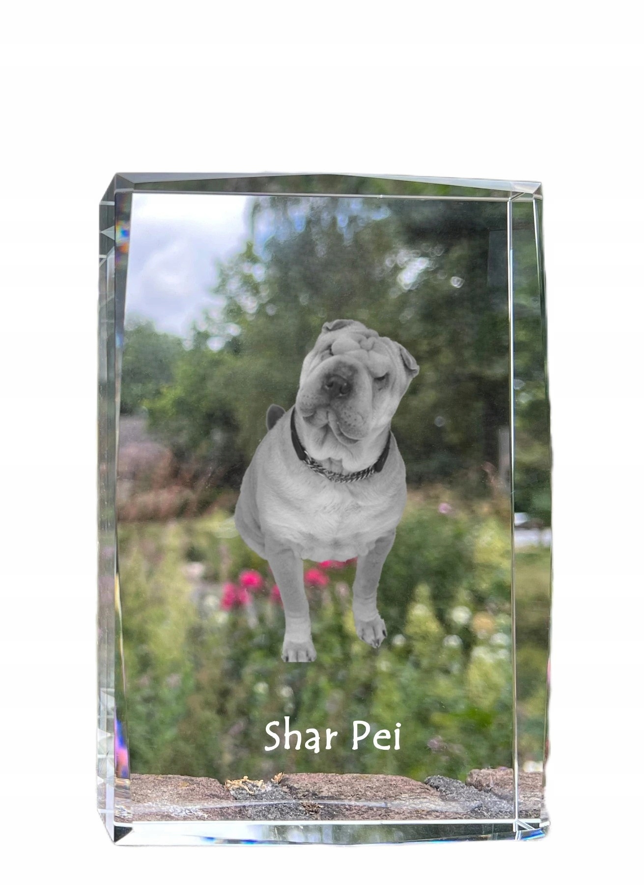 Shar Pei fotografia psa v kryštáli, suvenír, trofej, poďakovanie