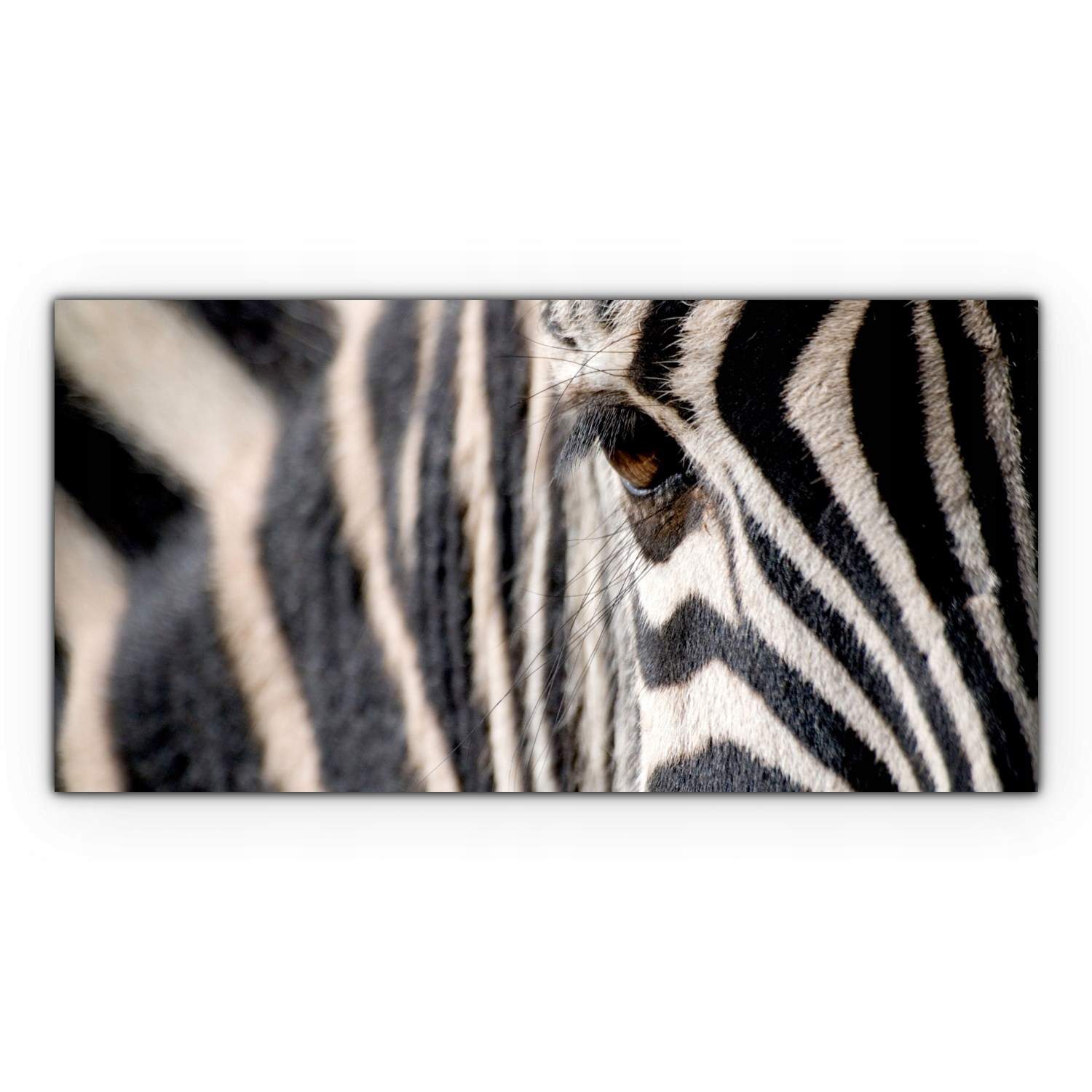 

Obraz canvas na ścianę 120x60 Zebra Zwierzę Safari
