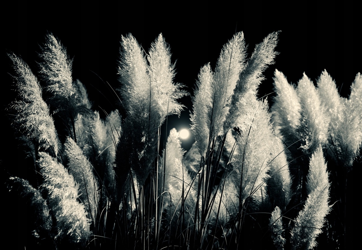 

Tapeta flizelinowa Trzcina Czarny - 152x104