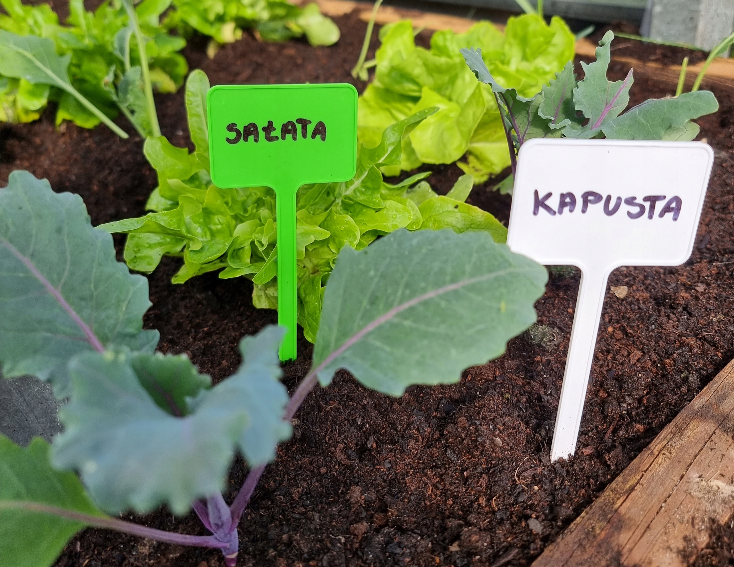 TABLICZKI ETYKIETY DO OPISU ROŚLIN ZIELONE 60x40X155MM 100SZT PL PRODUCENT