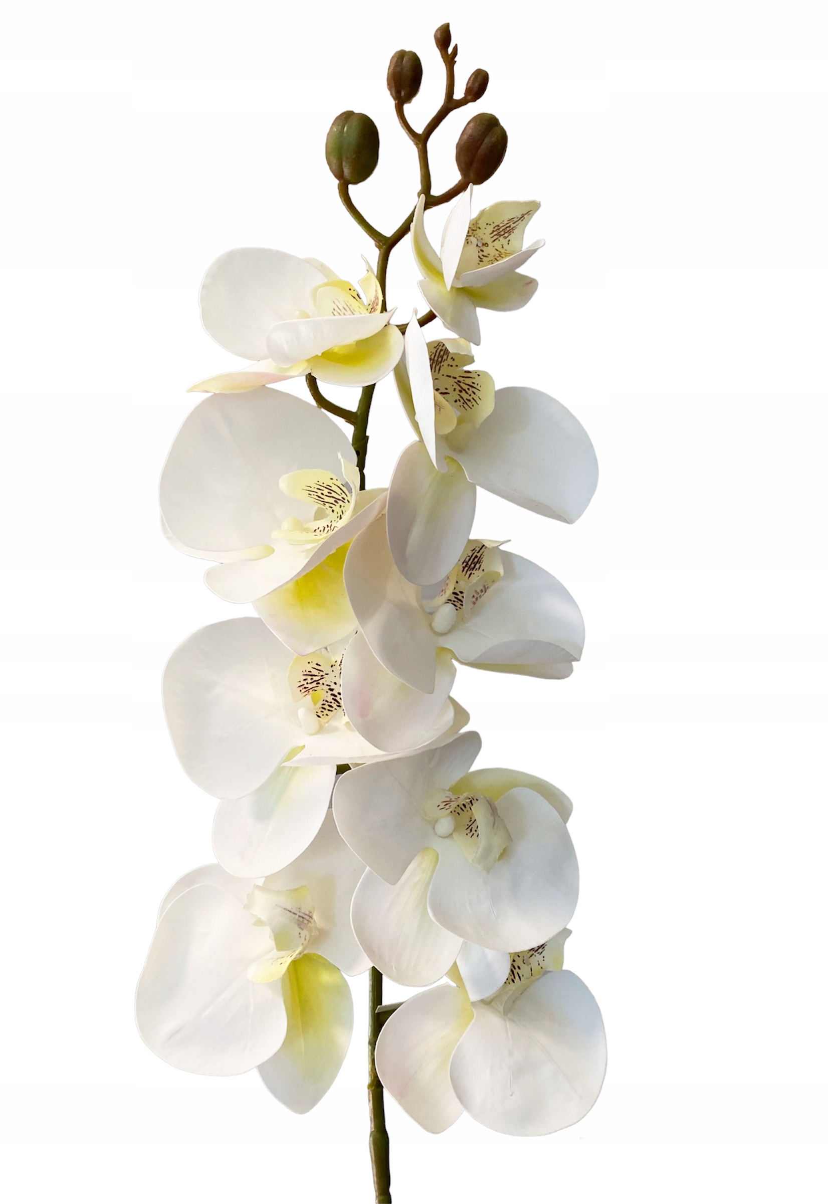 

Storczyk Biały Gumowany Orchidea Gałązka Jak Żywy