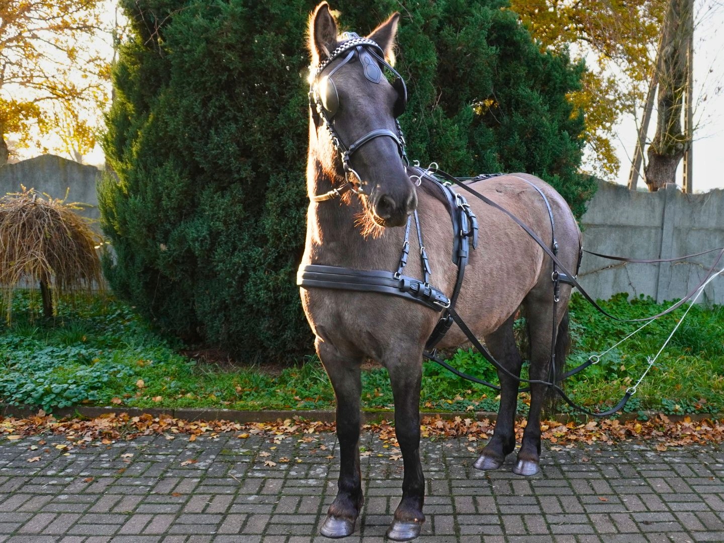 Kožený Postroj pro koně Balotade Morgan pro jednoho poníka