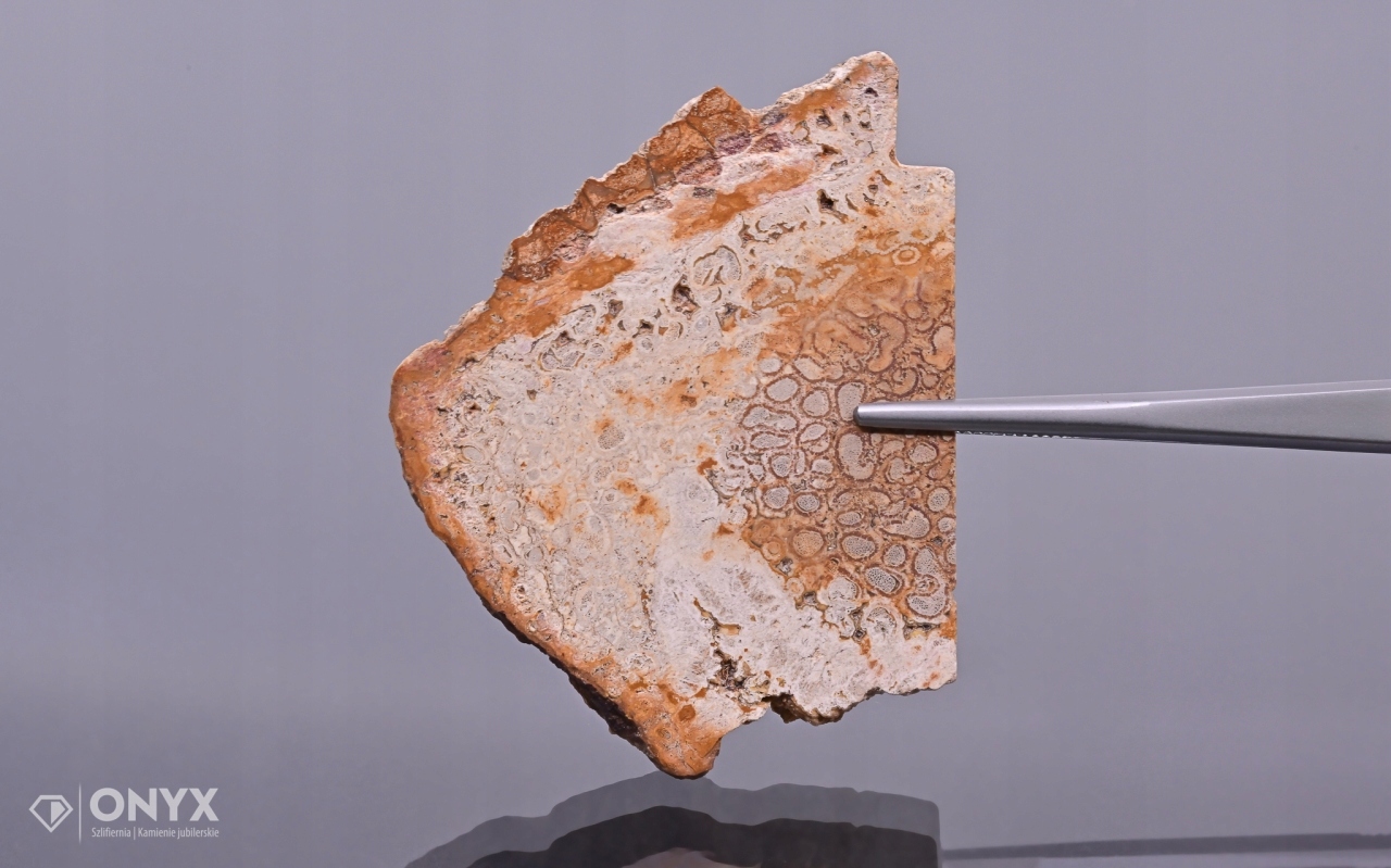 Zkamenělá palma nepravidelná dlažba 60x45 mm