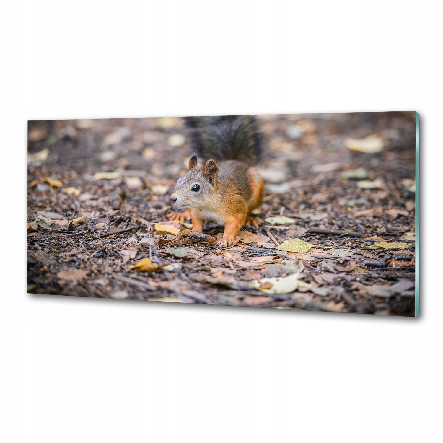Panel medzi nábytkom v kuchyni Veverička 125x50 Lepidlo