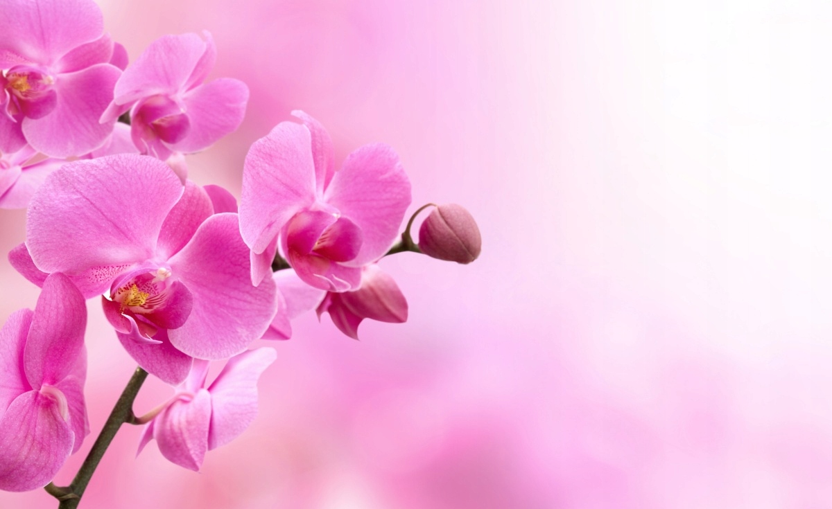 

Fototapeta Flizelinowa Różowa orchidea 416x254