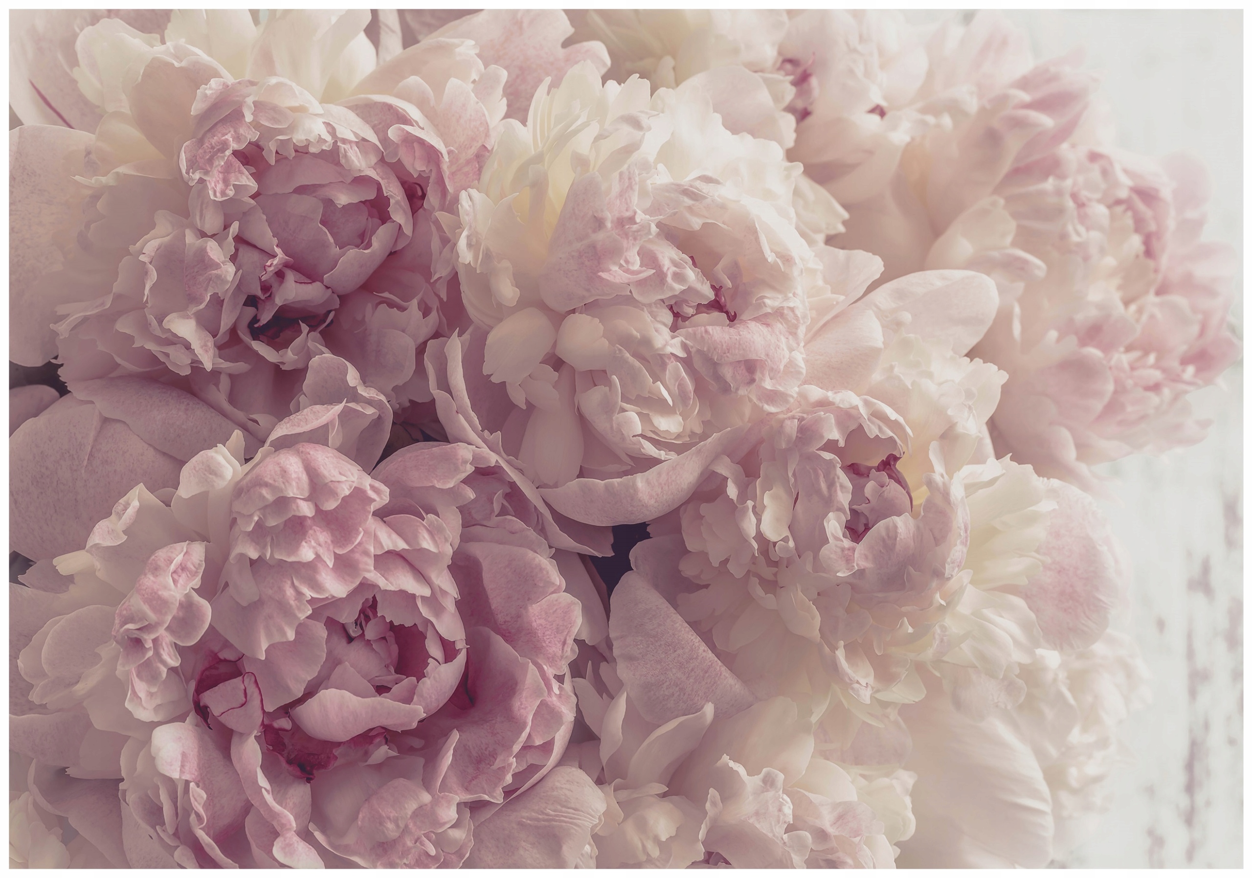 Fototapeta Květiny Pivoňky Růžové Do Ložnice Obýváku Tapeta Na Zeď 200x140