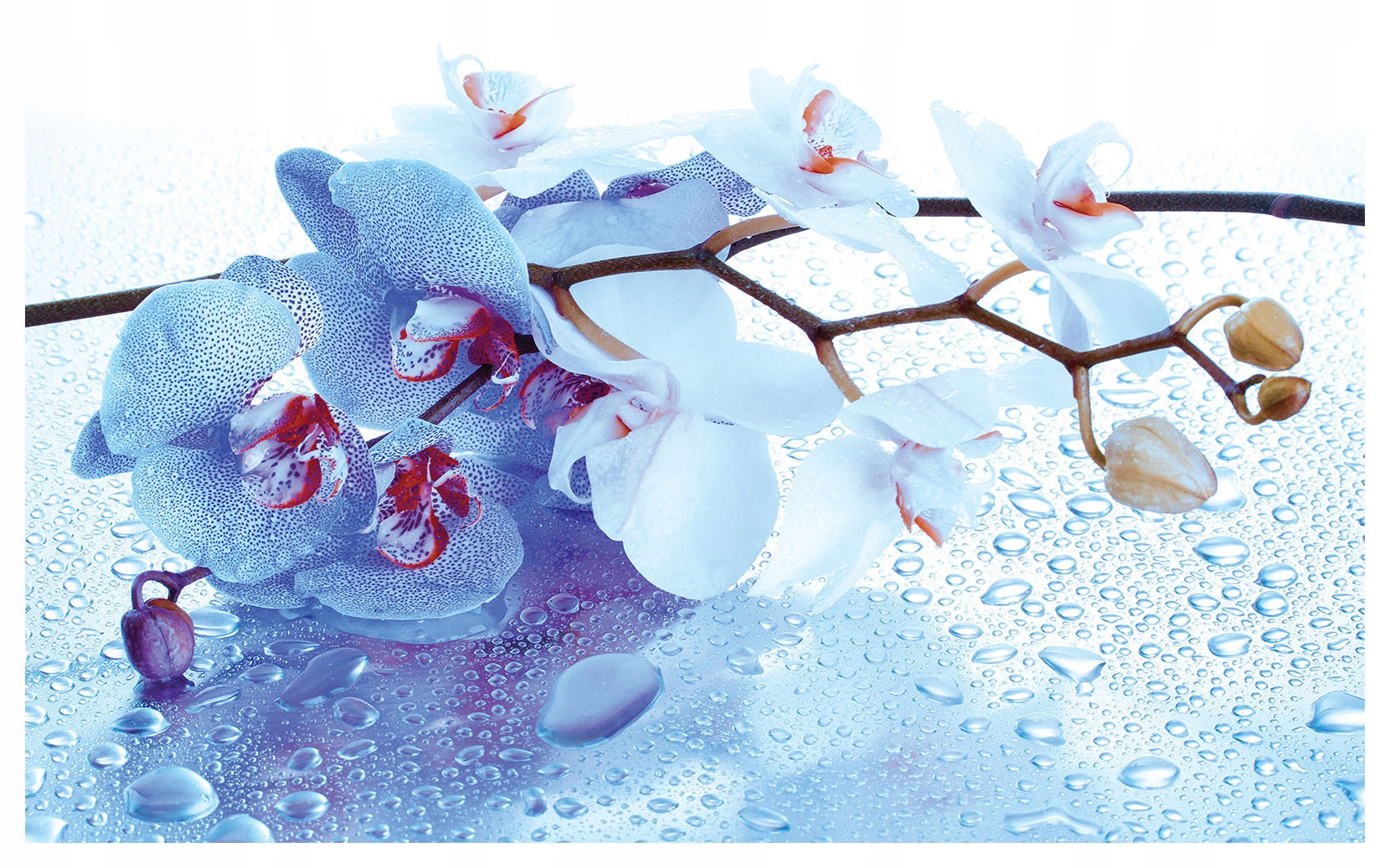 Fototapeta Orchideje modrý sen a jemnost bílé 312x219 lepidlo