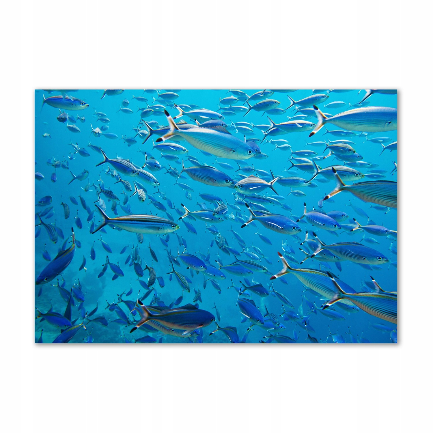 

Foto-obraz szkło hartowane Koralowe ryby 100x70