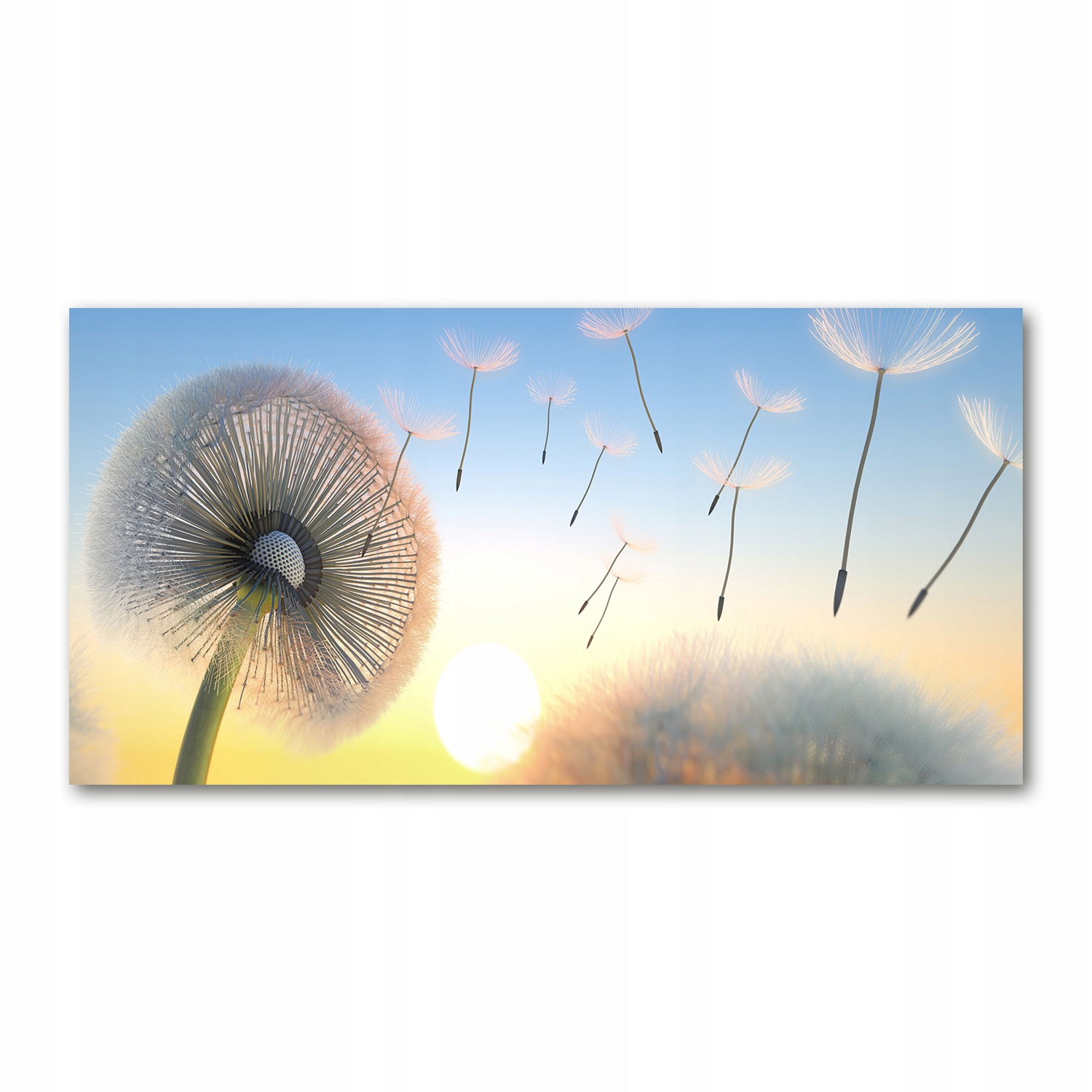 

Foto obraz akrylowy Dmuchawiec zdjęcie 140x70 cm