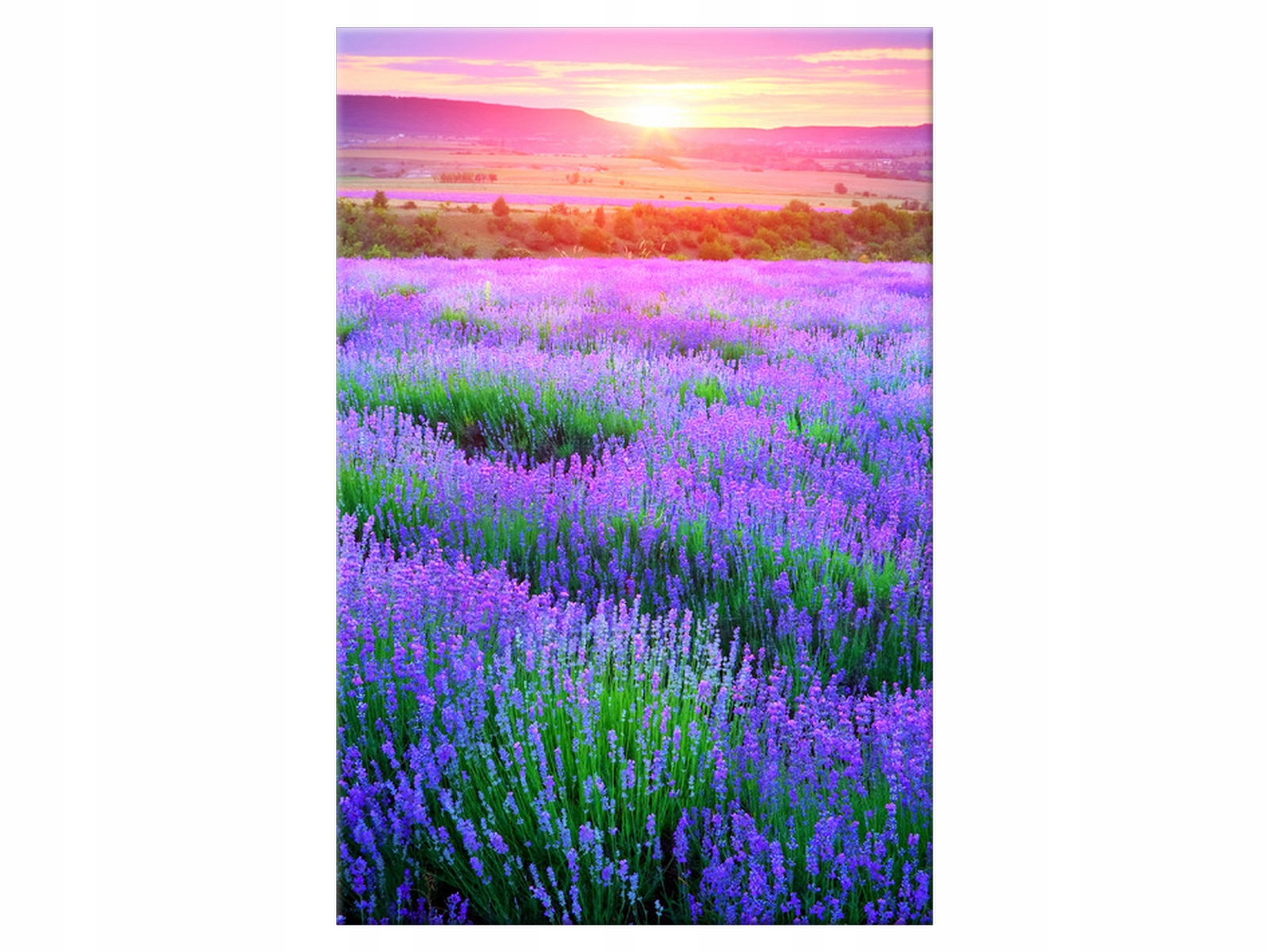 

Obraz 60x90 Pejzaż Lawendowa łąka Rośliny Płótno