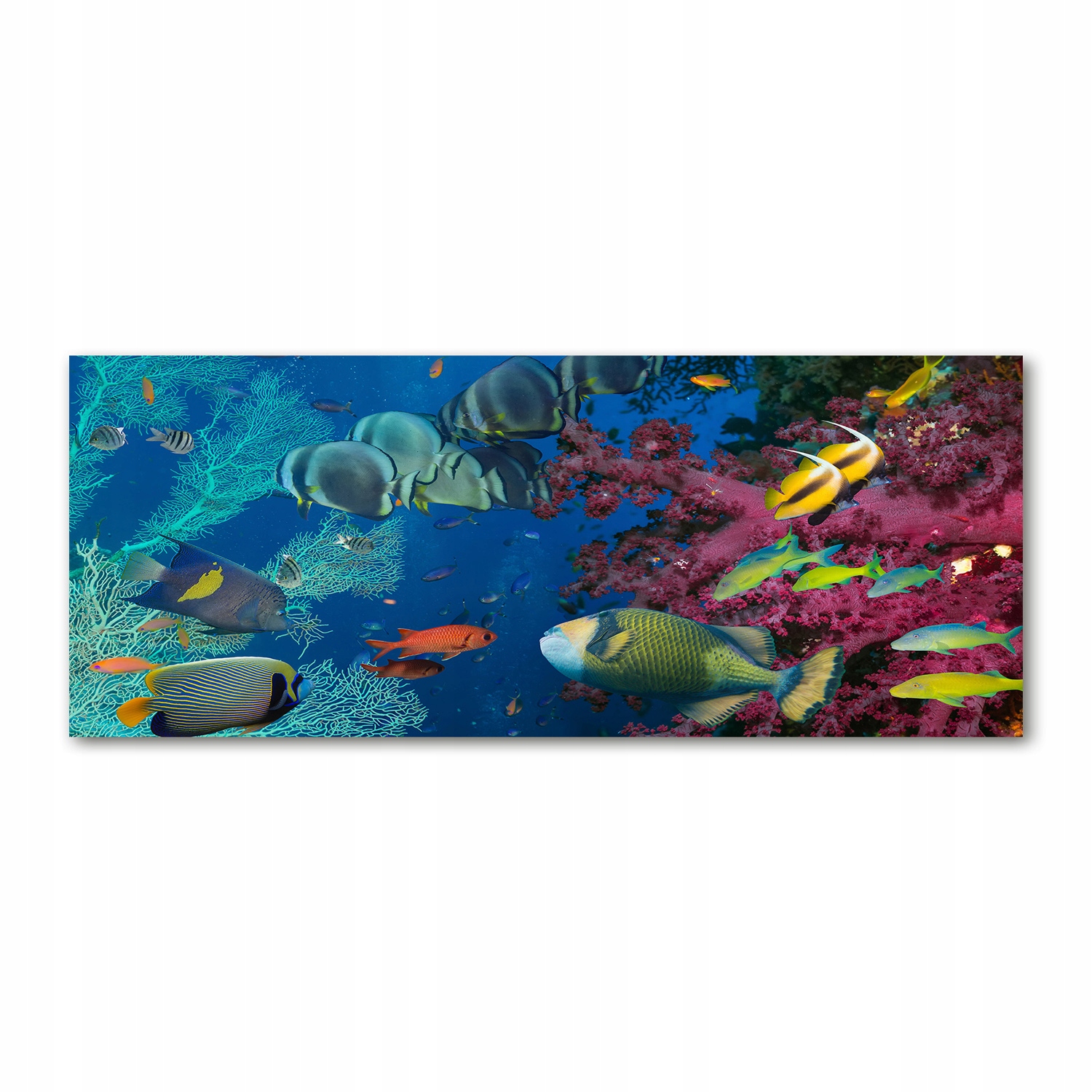 

Foto obraz akryl zdjęcie Rafa koralowa 125x50 cm