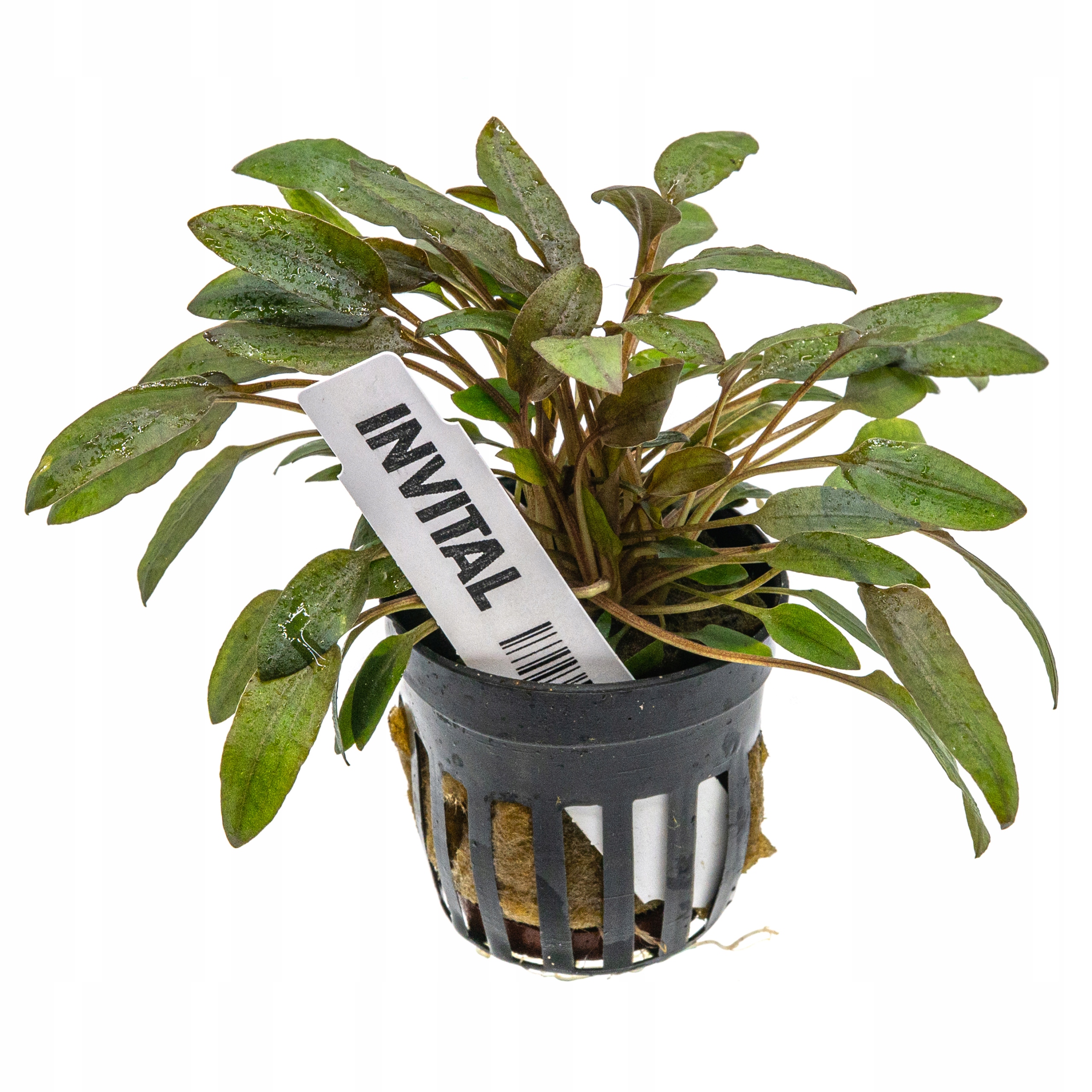 INVITAL Cryptocoryne wendtii Brown koszyk Ø 5,5 cm