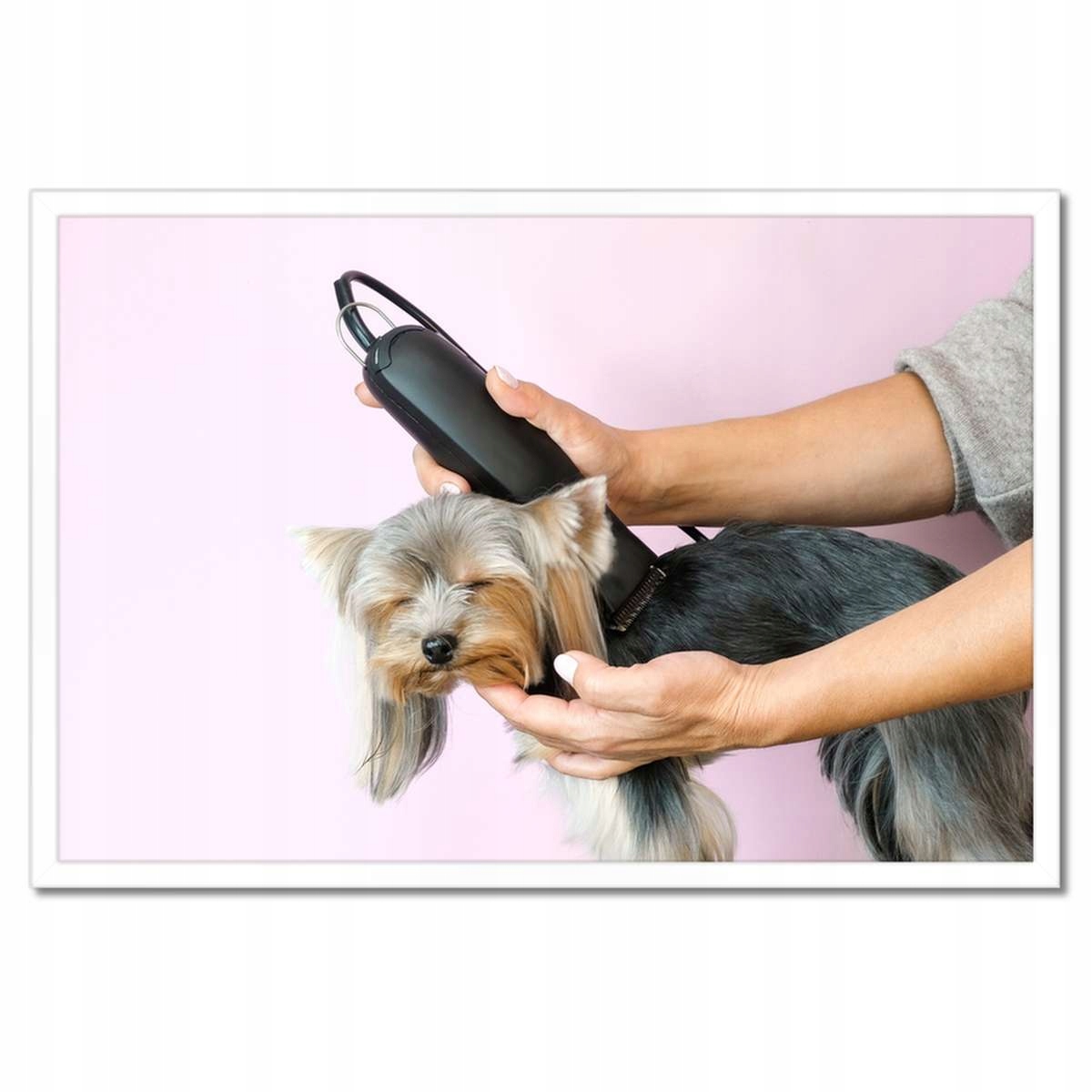 Plakáty v rámu 60x40 Pracovna na stříhání psů