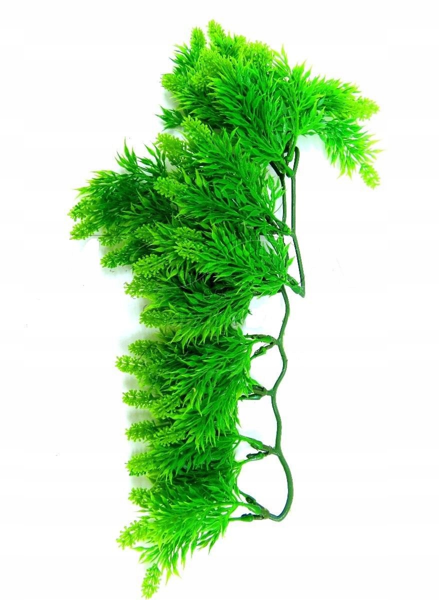 

Zoomed Malaysian Fern M roślina wisząca