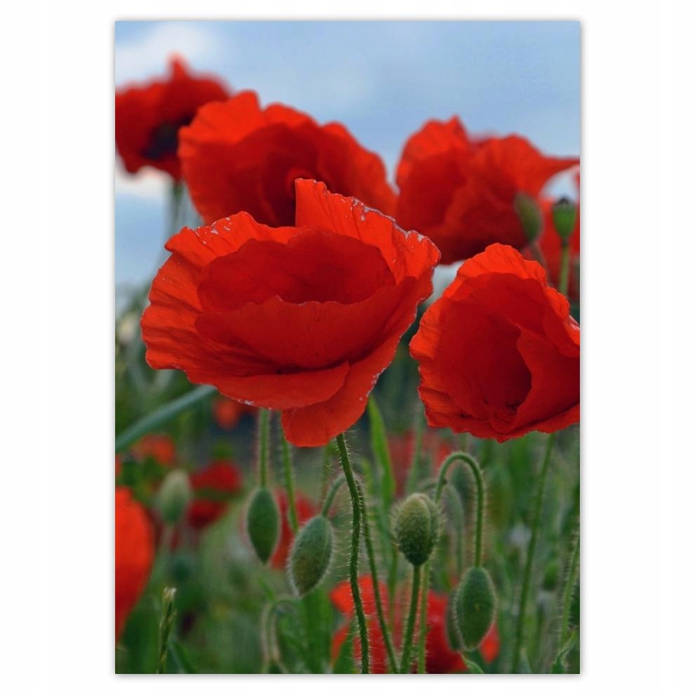 

Plakaty 50x70 Maki polne na tle nieba