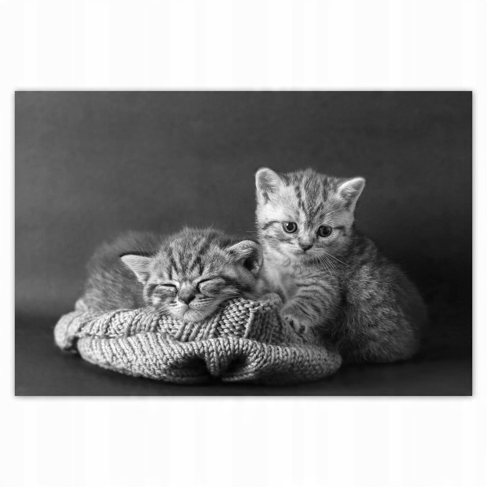 

Plakat 93x62 Kotki Kiciusie Koty Bw