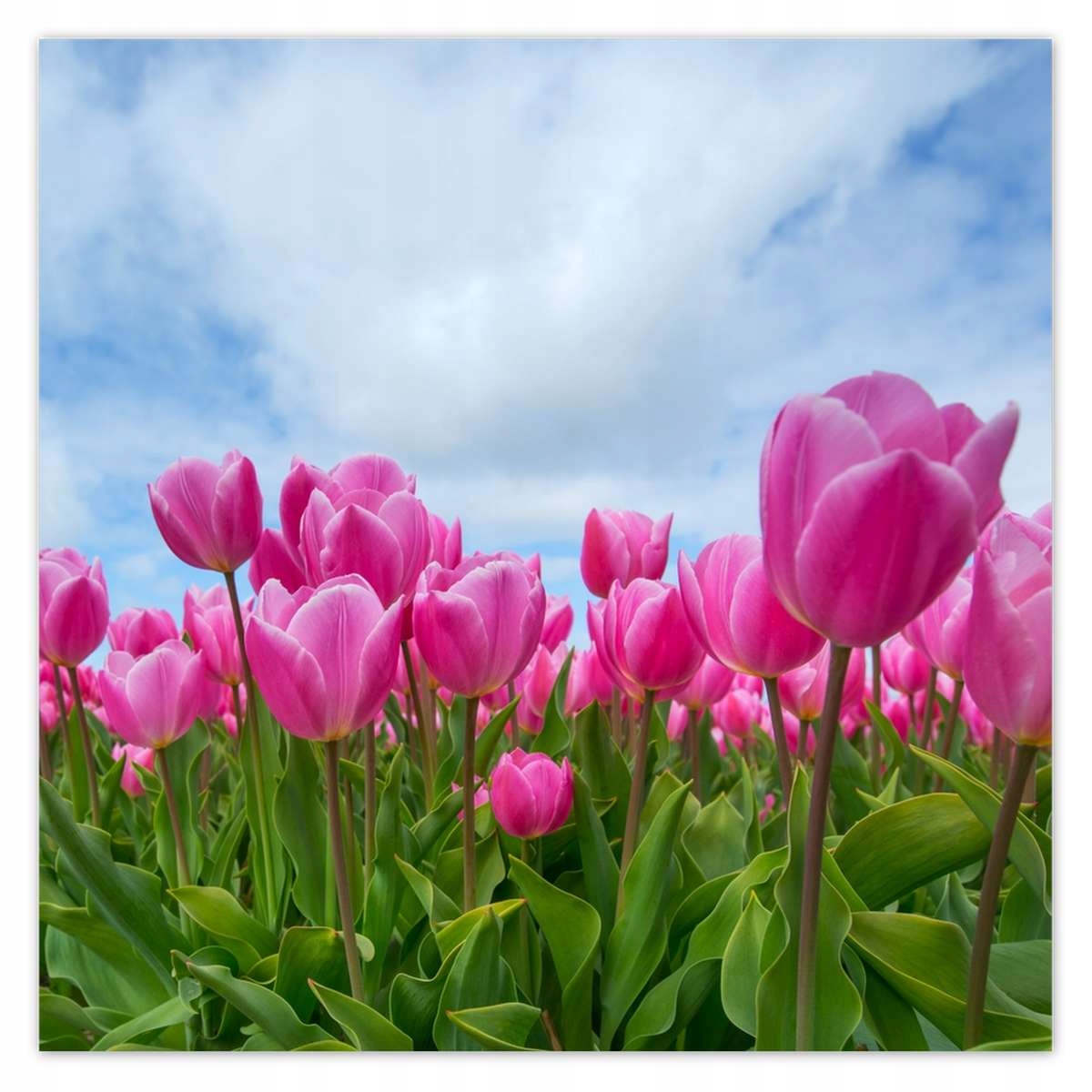 Fototapety 312x312 Tulipány na Valentýna
